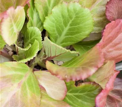 Bergenia cordifolia 'Abendglut'
