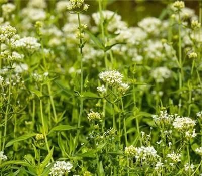 Centranthus ruber 'Albus'