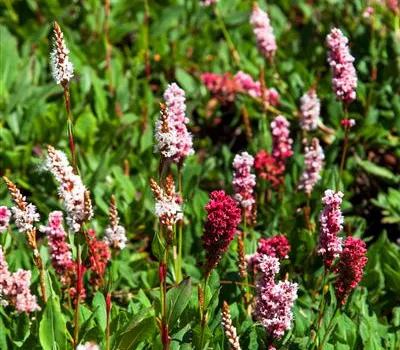 Bistorta affinis 'Kabouter'