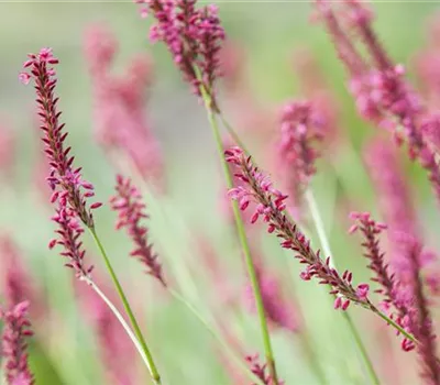 Bistorta amplexicaulis 'Inverleith'