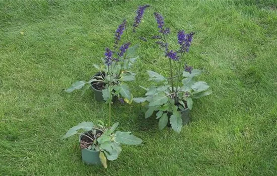 Salbei - Einpflanzen im Garten Salbei - Einpflanzen im Garten