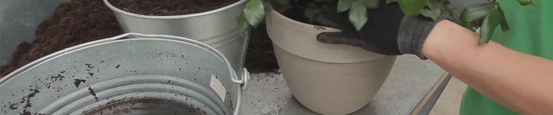 Rosen - Einpflanzen in ein Gefäß (thumbnail) Rosen - Einpflanzen in ein Gefäß (thumbnail)