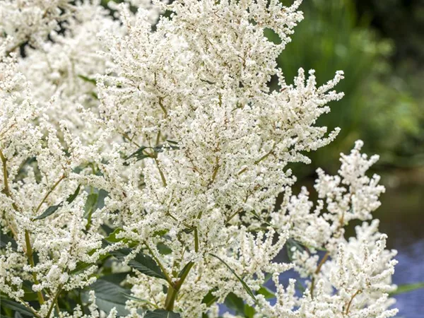 Aruncus dioicus