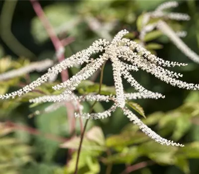 Aruncus dioicus 'Kneiffii' Aruncus dioicus 'Kneiffii'