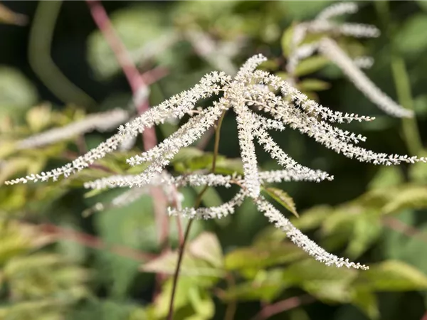 Aruncus dioicus 'Kneiffii' Aruncus dioicus 'Kneiffii'