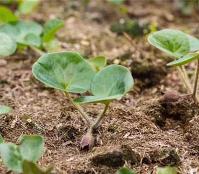 Asarum europaeum Asarum europaeum