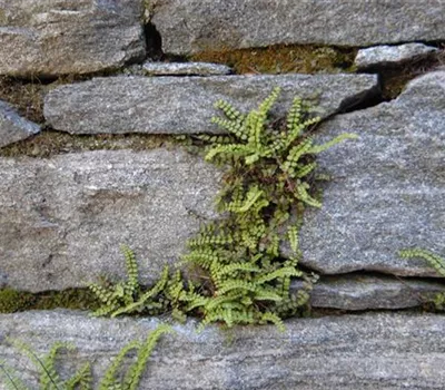 Asplenium trichomanes