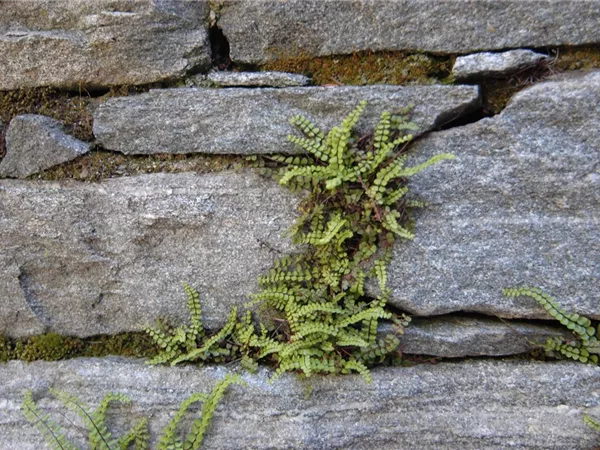 Asplenium trichomanes