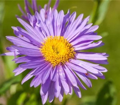 Aster alpinus 'Dunkle Schöne'
