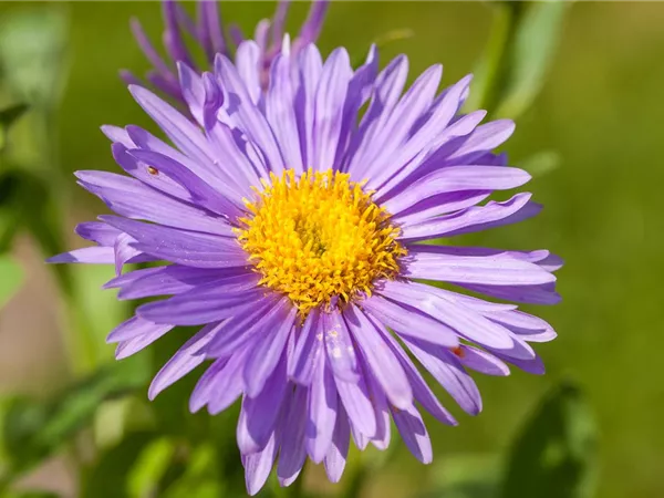 Aster alpinus 'Dunkle Schöne'