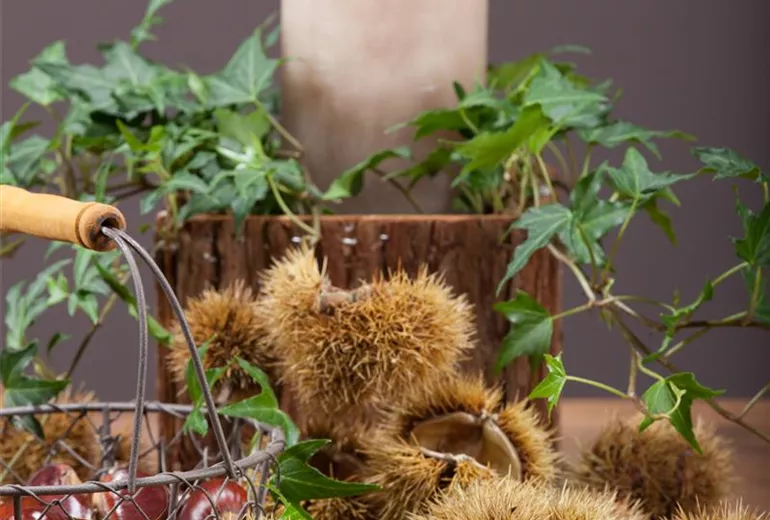 Castanea sativa Castanea sativa