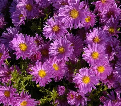 Aster dumosus 'Herbstgruß v.Bresserhof'