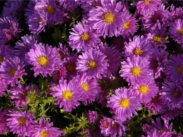 Aster dumosus 'Herbstgruß v.Bresserhof'