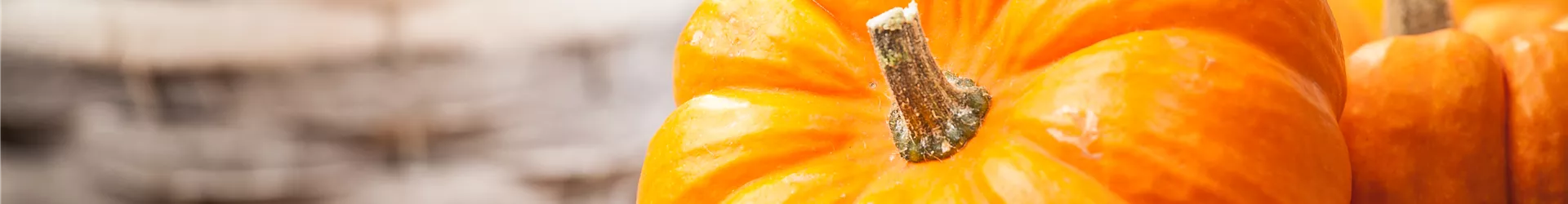 Cucurbita maxima Cucurbita maxima