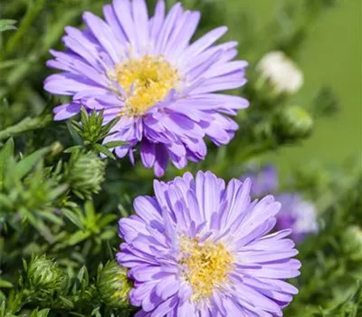 Aster dumosus 'Prof. Anton Kippenberg' Aster dumosus 'Prof. Anton Kippenberg'