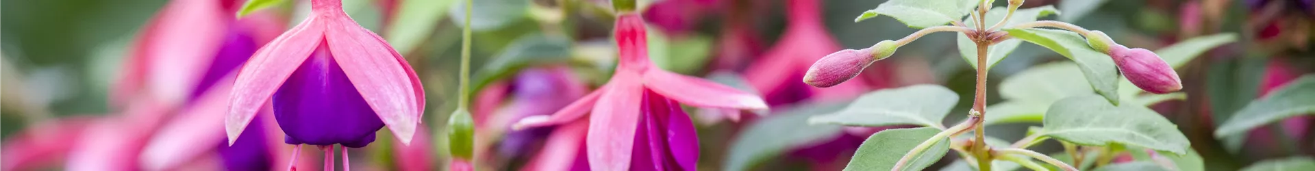 Fuchsia