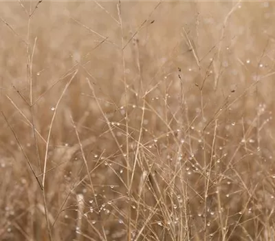 Panicum virgatum 'Heavy Metal' Panicum virgatum 'Heavy Metal'