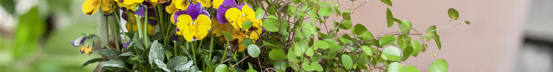 Viola cornuta Viola cornuta
