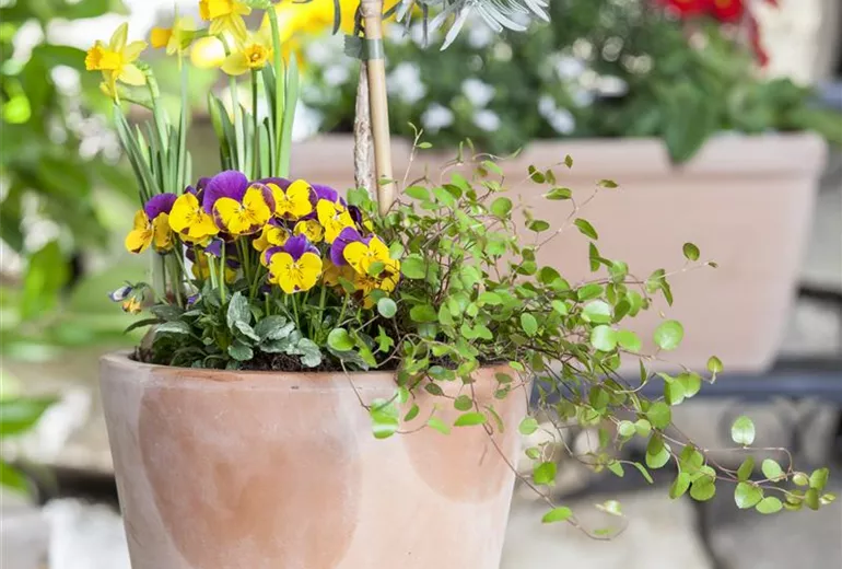 Viola cornuta Viola cornuta