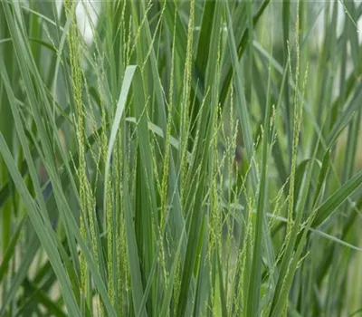 Panicum virgatum 'Northwind' Panicum virgatum 'Northwind'