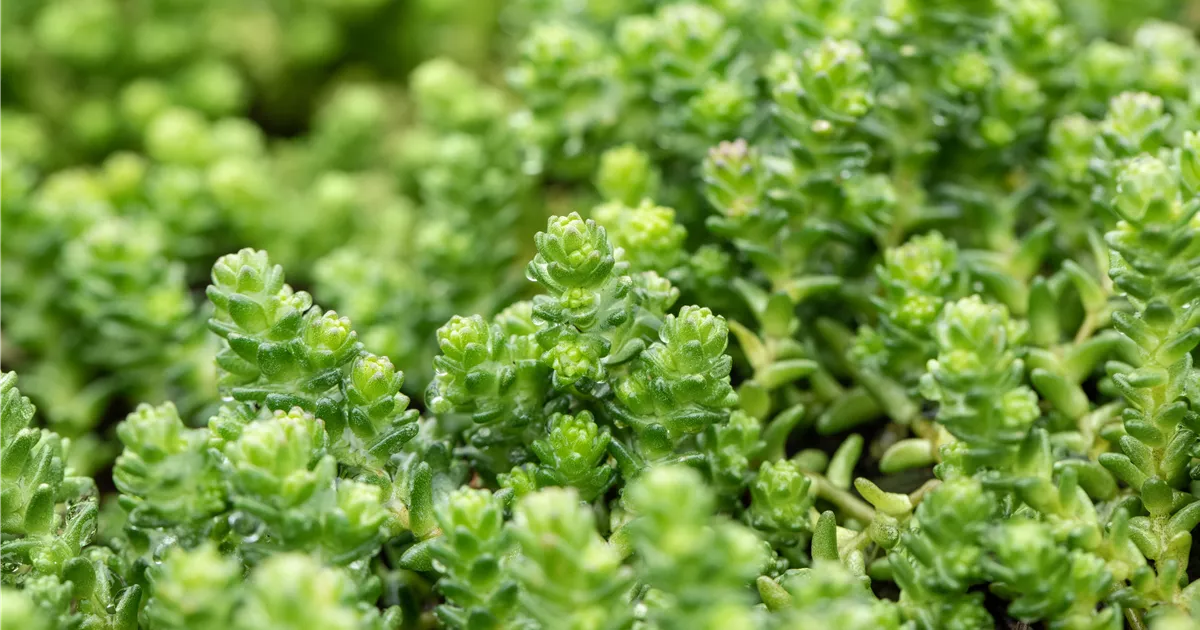Mauerpfeffer, Scharfer Sedum Acre 500 Samen Gelb