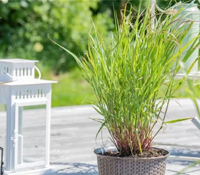 Panicum virgatum 'Rehbraun' Panicum virgatum 'Rehbraun'