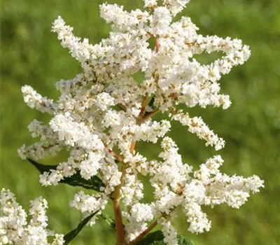 Astilbe japonica 'Deutschland' Astilbe japonica 'Deutschland'