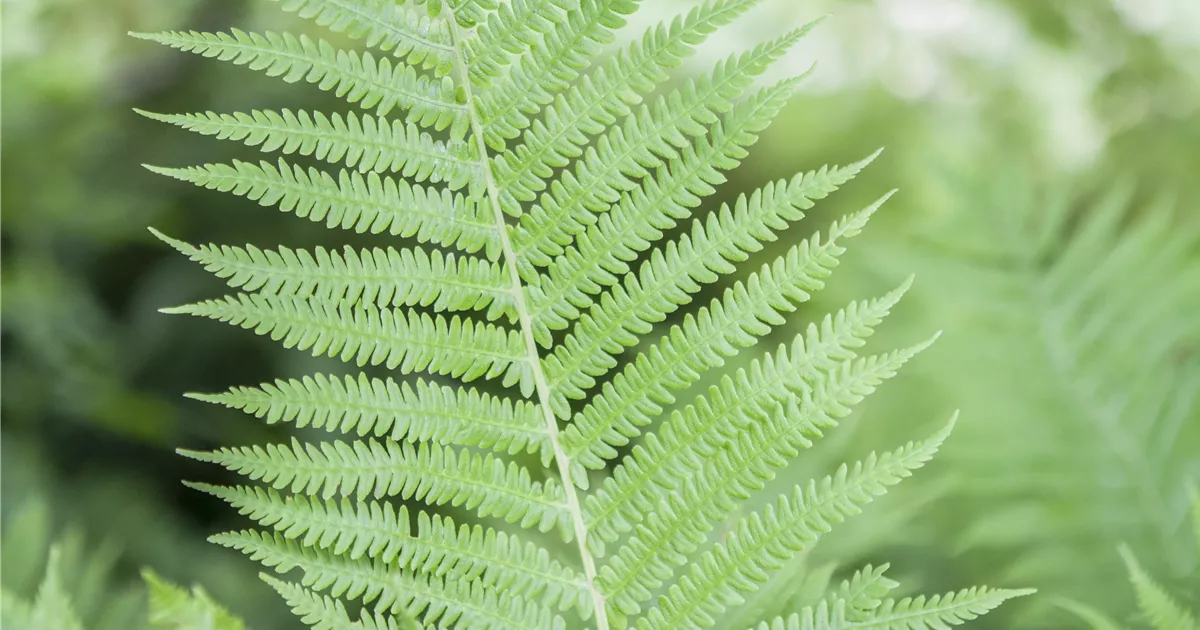 kentia palme wächst nicht XXL Kentia Palme liefern lassen – Green Me Up main image 1