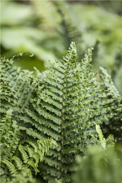 Athyrium filix-femina, Heimischer Frauen-Farn - GartenBaumschule Fuhs