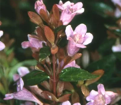 Abelia 'Edward Goucher' Abelia 'Edward Goucher'