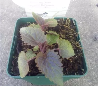 Agastache rugosa 'After Eight' -R- Agastache rugosa 'After Eight' -R-