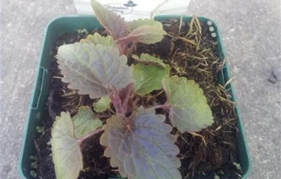 Agastache rugosa 'After Eight' -R- Agastache rugosa 'After Eight' -R-