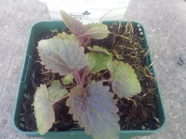 Agastache rugosa 'After Eight' -R- Agastache rugosa 'After Eight' -R-