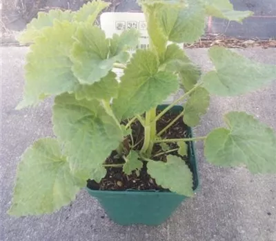 Agastache rugosa 'Alabaster' Agastache rugosa 'Alabaster'