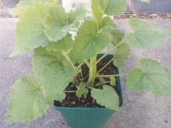 Agastache rugosa 'Alabaster'