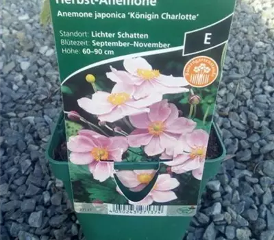Anemone japonica 'Königin Charlotte'
