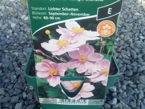 Anemone japonica 'Königin Charlotte'