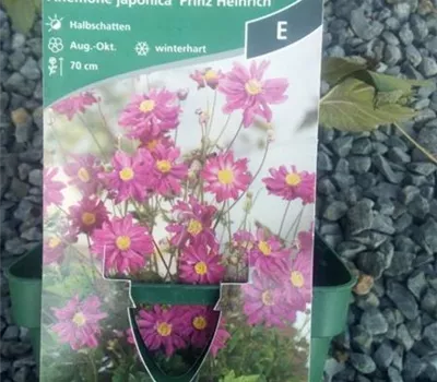 Anemone japonica 'Prinz Heinrich' Anemone japonica 'Prinz Heinrich'