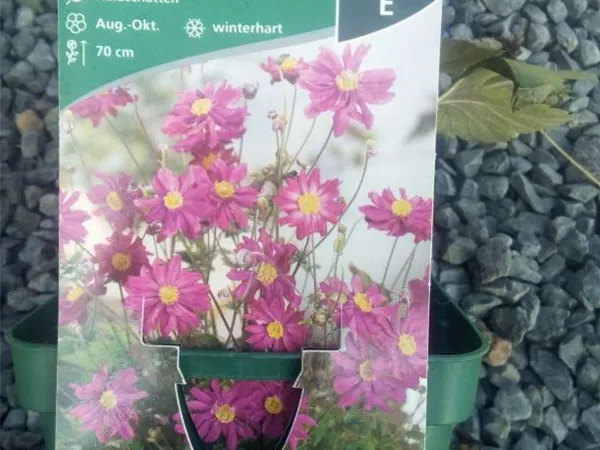 Anemone japonica 'Prinz Heinrich' Anemone japonica 'Prinz Heinrich'