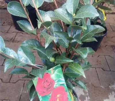 Camellia japonica 'Mrs. Charles Cobb' Camellia japonica 'Mrs. Charles Cobb'