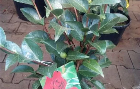 Camellia japonica 'Mrs. Charles Cobb' Camellia japonica 'Mrs. Charles Cobb'