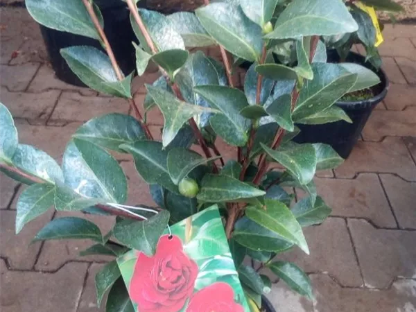 Camellia japonica 'Mrs. Charles Cobb' Camellia japonica 'Mrs. Charles Cobb'