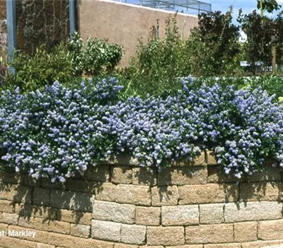 Ceanothus thyrsifl.repens Ceanothus thyrsifl.repens