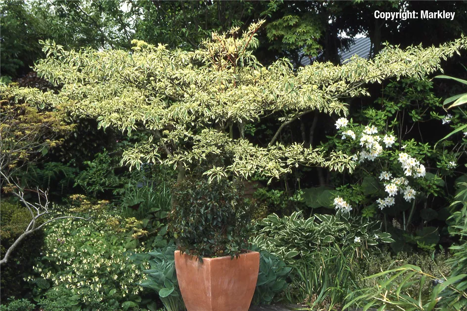 Cornus controversa 'Variegata', Weibunter Etagen-Hartriegel -  GartenBaumschule Fuhs