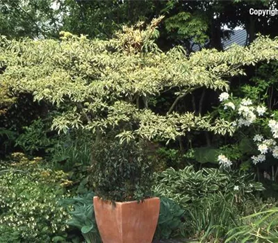 Cornus controversa 'Variegata'