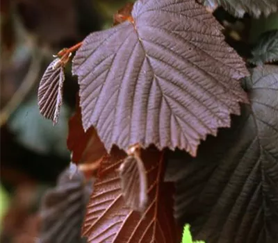 Corylus maxima 'Purpurea' Corylus maxima 'Purpurea'