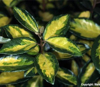 Elaeagnus ebbingei 'Limelight' Elaeagnus ebbingei 'Limelight'