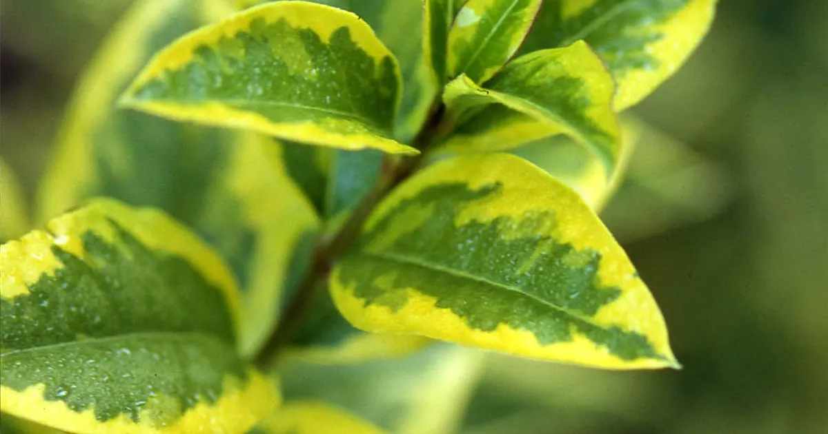 Ligustrum ovalifolium 'Aureum', Gold-Liguster - GartenBaumschule Fuhs