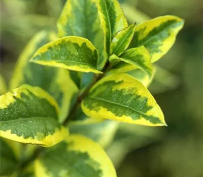 Ligustrum ovalifolium 'Aureum' Ligustrum ovalifolium 'Aureum'