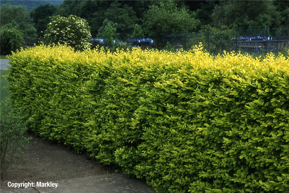 Ligustrum ovalifolium 'Aureum', Gold-Liguster - GartenBaumschule Fuhs